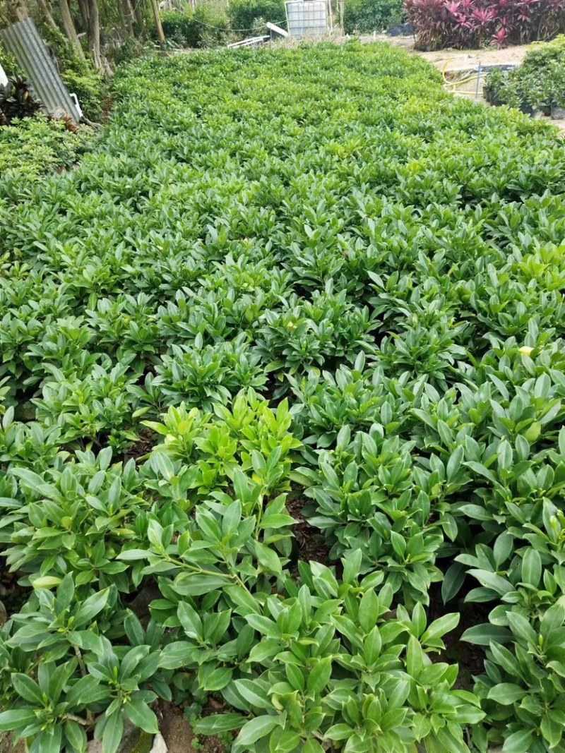 非洲茉莉小袋中袋布袋基地直销规格齐全欢迎来电咨询合作