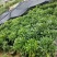 非洲茉莉小袋中袋布袋基地直销规格齐全欢迎来电咨询合作