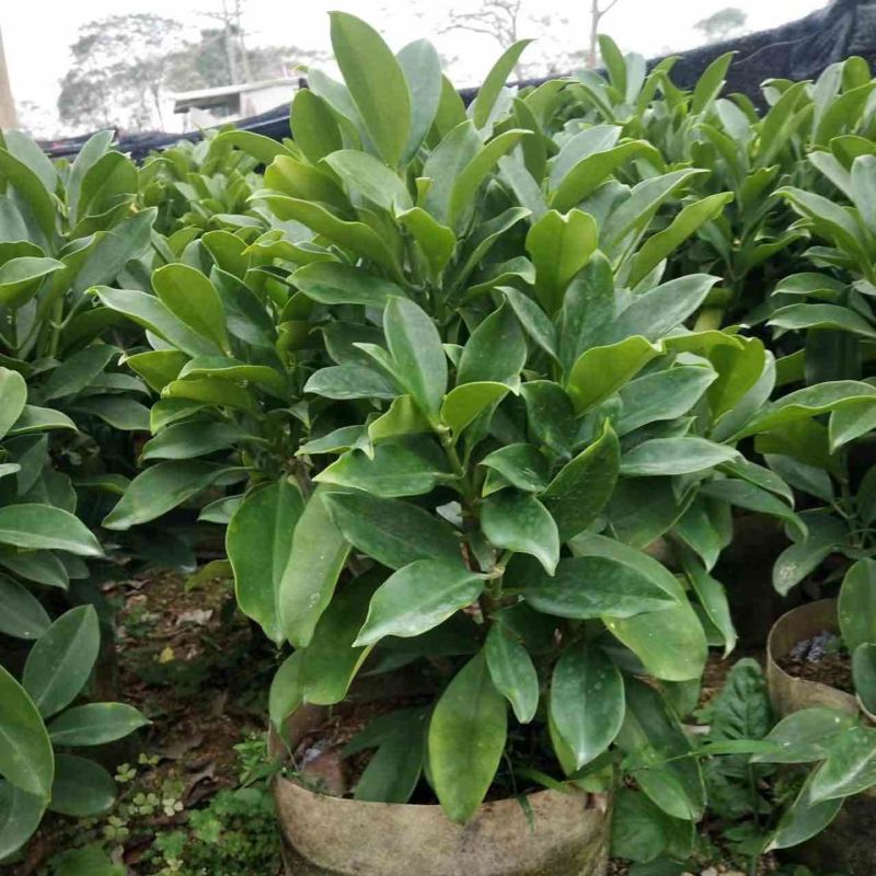 非洲茉莉小袋中袋布袋基地直销规格齐全欢迎来电咨询合作