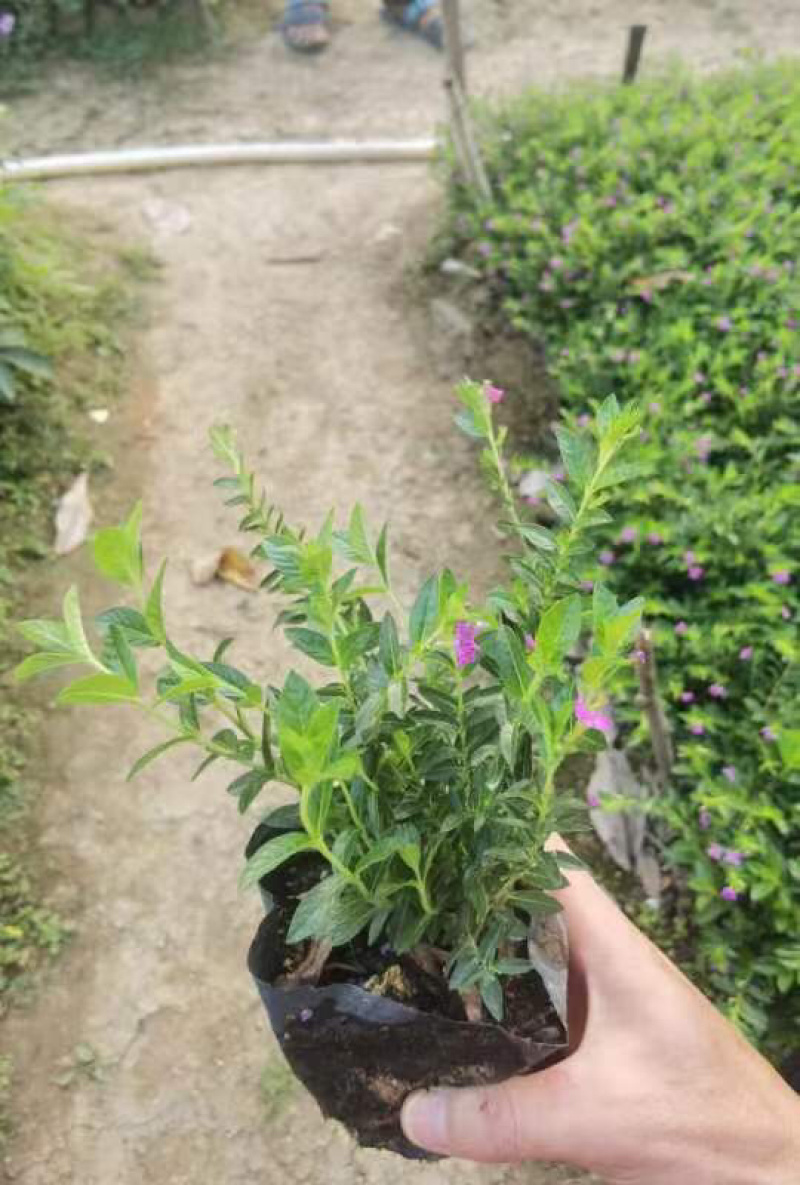 紫花满天星小袋中袋基地直销质量优质欢迎来电咨询合作