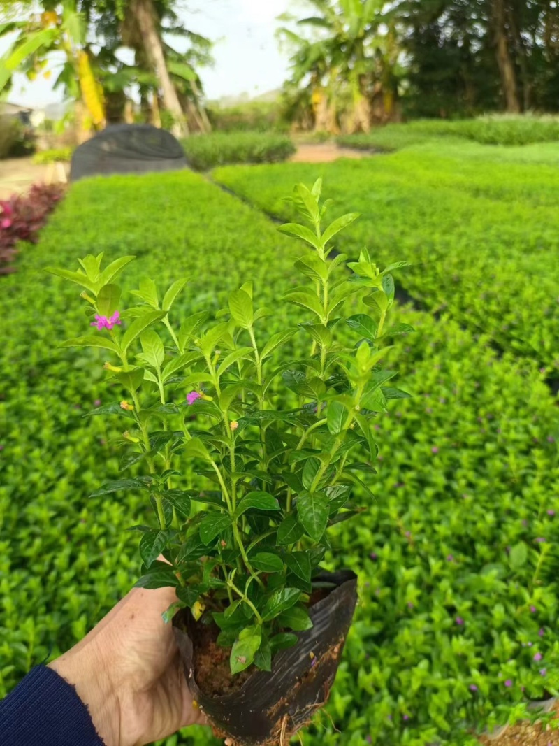 紫花满天星小袋中袋基地直销质量优质欢迎来电咨询合作
