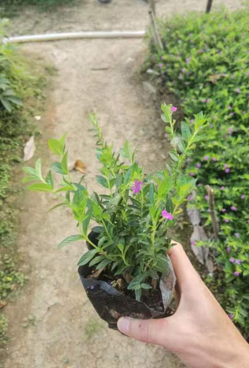 紫花满天星小袋中袋基地直销质量优质欢迎来电咨询合作