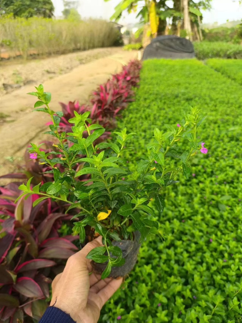 紫花满天星小袋中袋基地直销质量优质欢迎来电咨询合作