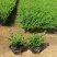 紫花满天星小袋中袋基地直销质量优质欢迎来电咨询合作