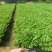 紫花满天星小袋中袋基地直销质量优质欢迎来电咨询合作