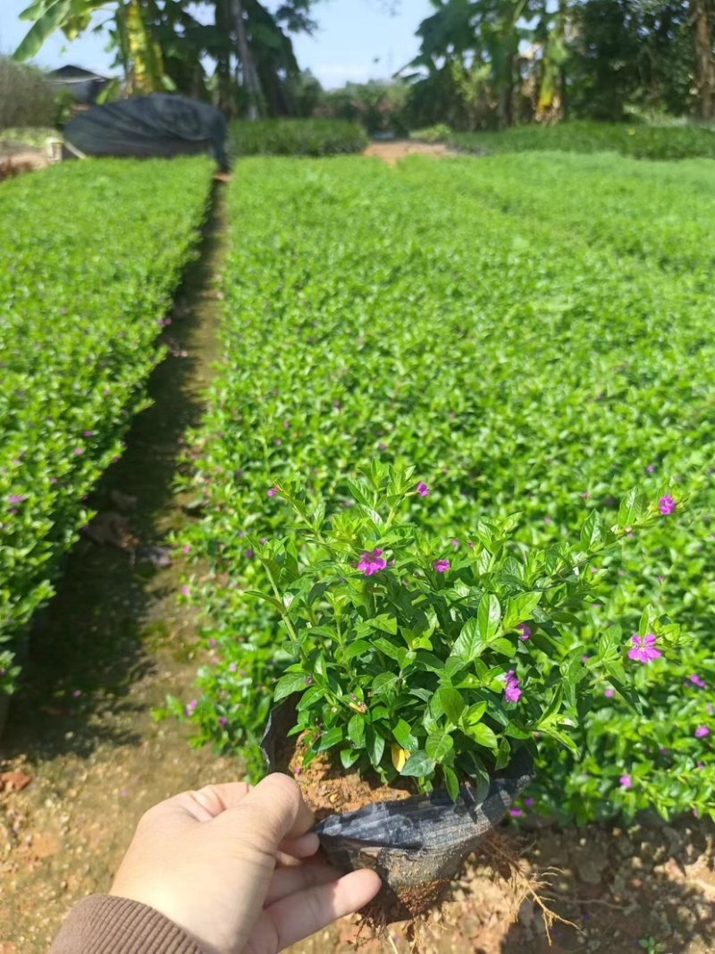 紫花满天星小袋中袋基地直销质量优质欢迎来电咨询合作