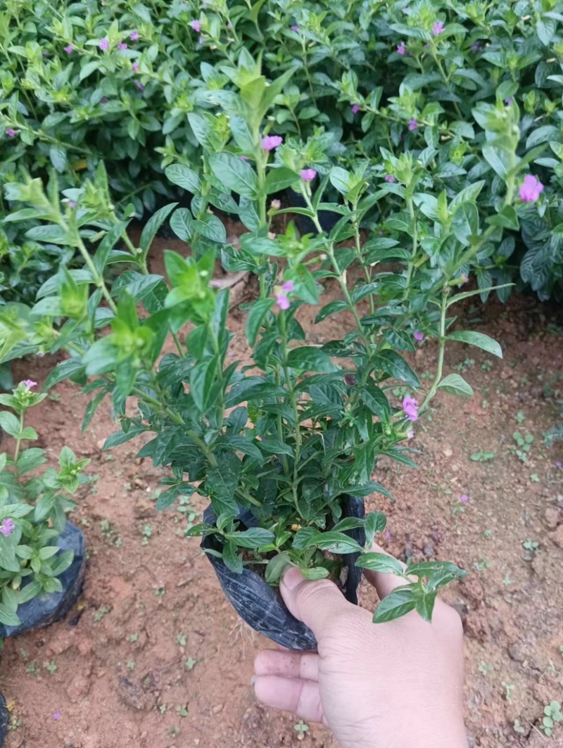 紫花满天星小袋中袋基地直销质量优质欢迎来电咨询合作