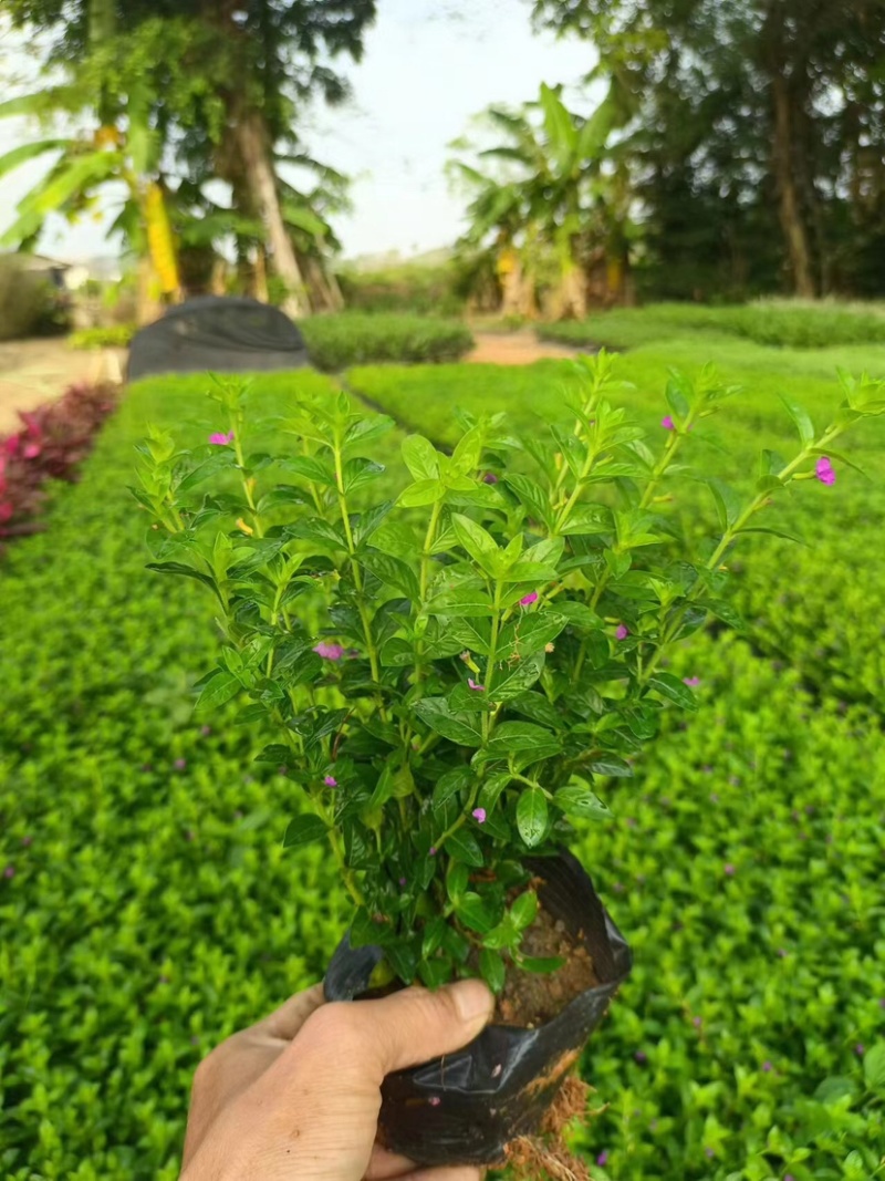 紫花满天星小袋中袋基地直销质量优质欢迎来电咨询合作