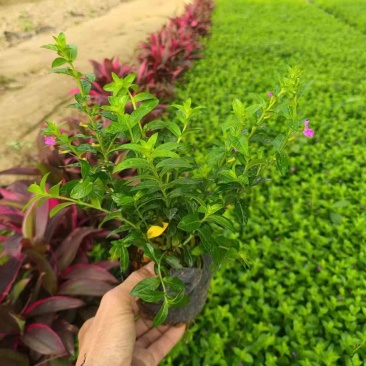 紫花满天星小袋中袋基地直销质量优质欢迎来电咨询合作
