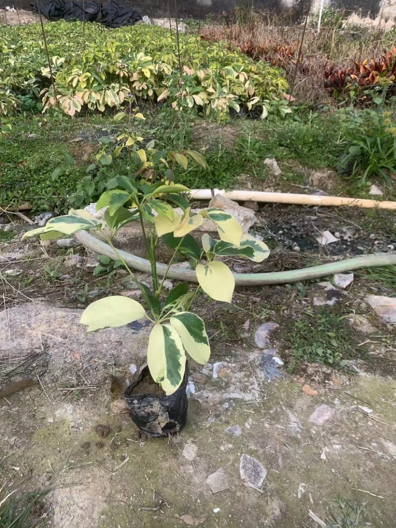 花叶鸭脚木小袋中袋基地直销质量优质欢迎来电咨询合作