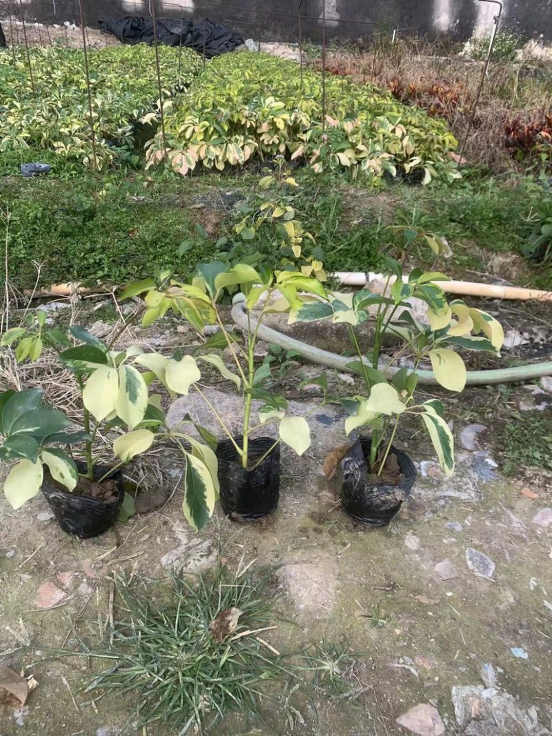花叶鸭脚木小袋中袋基地直销质量优质欢迎来电咨询合作