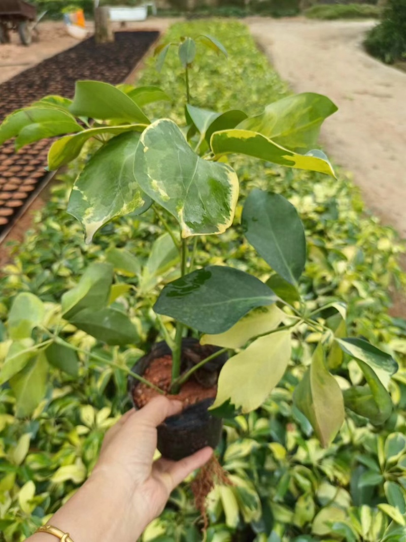 花叶鸭脚木小袋中袋基地直销质量优质欢迎来电咨询合作