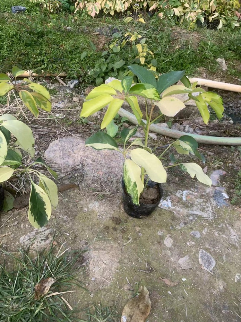 花叶鸭脚木小袋中袋基地直销质量优质欢迎来电咨询合作