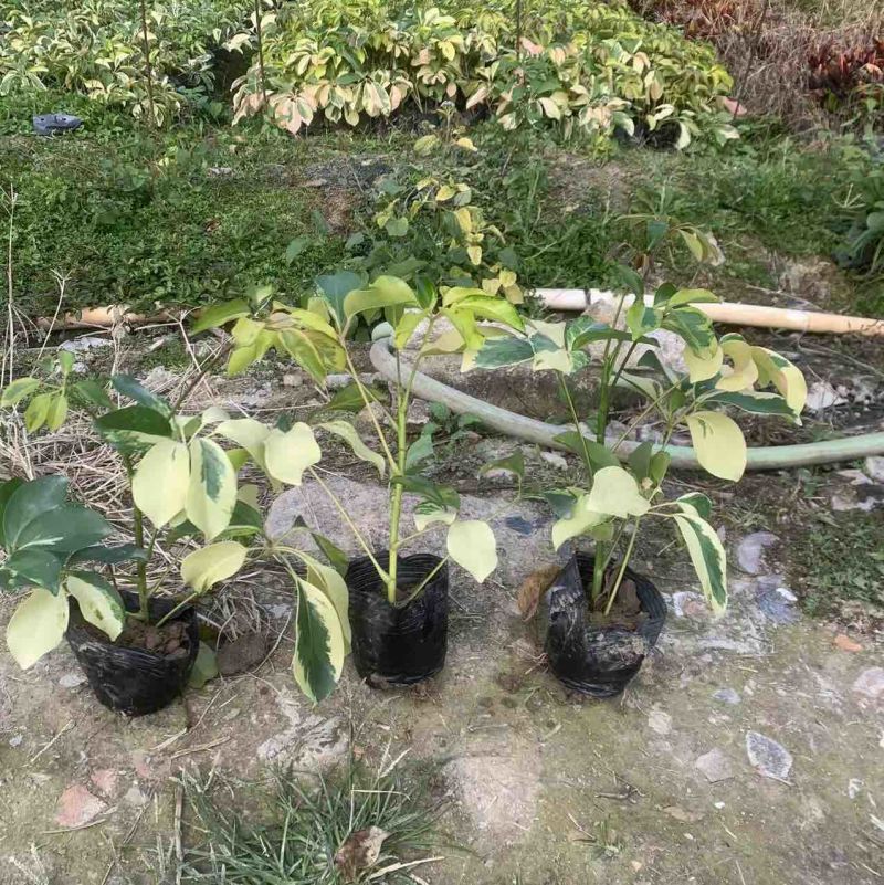 花叶鸭脚木小袋中袋基地直销质量优质欢迎来电咨询合作