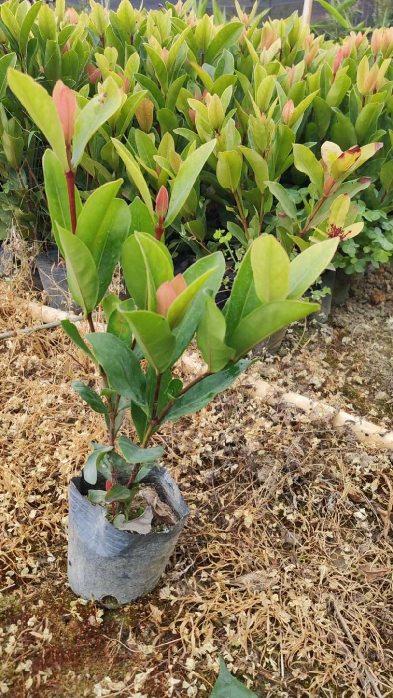 大叶小叶龙船花各种龙船花基地直销质量优质欢迎来电咨询