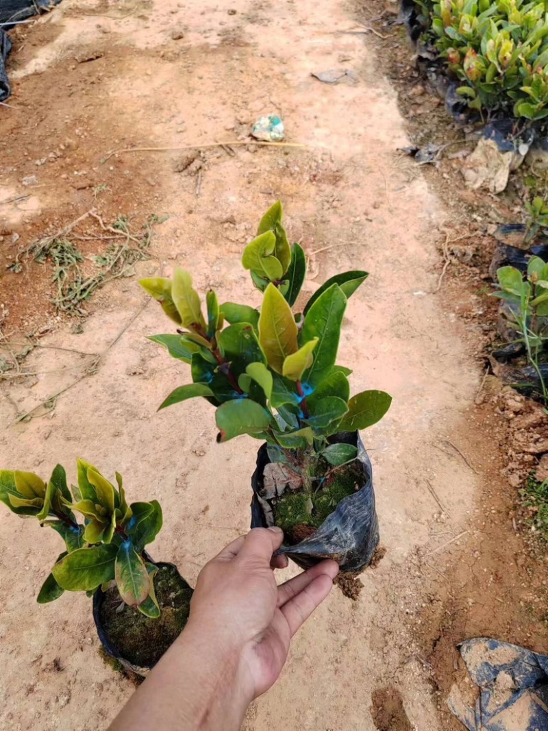 大叶小叶龙船花各种龙船花基地直销质量优质欢迎来电咨询