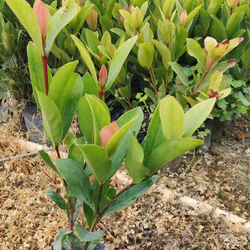 大叶小叶龙船花各种龙船花基地直销质量优质欢迎来电咨询
