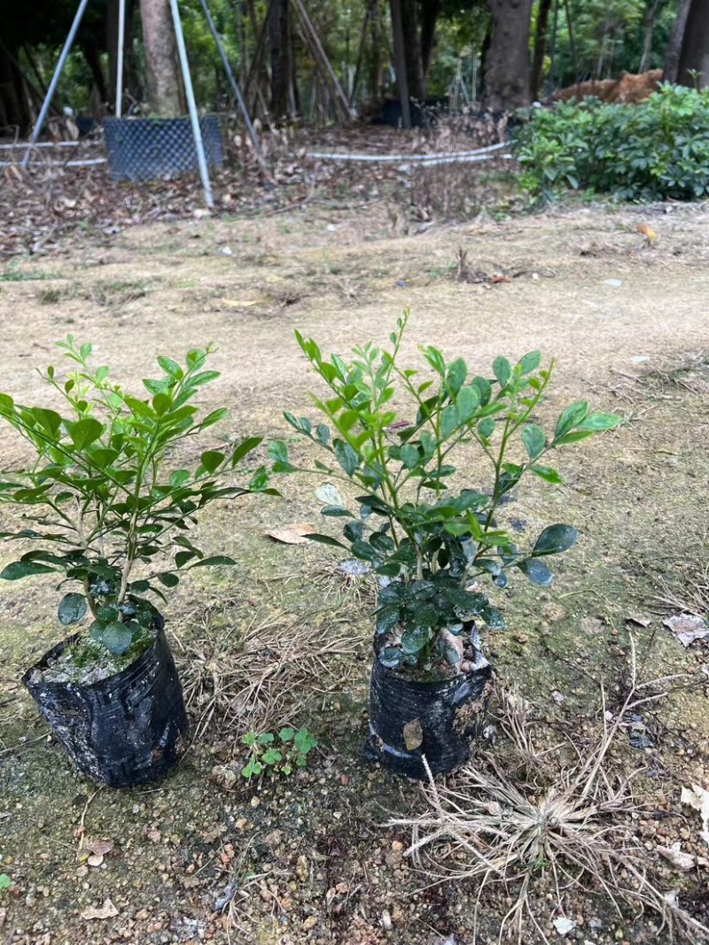 九里香三斤袋～十斤袋盆栽基地直销质量优质欢迎来电咨询