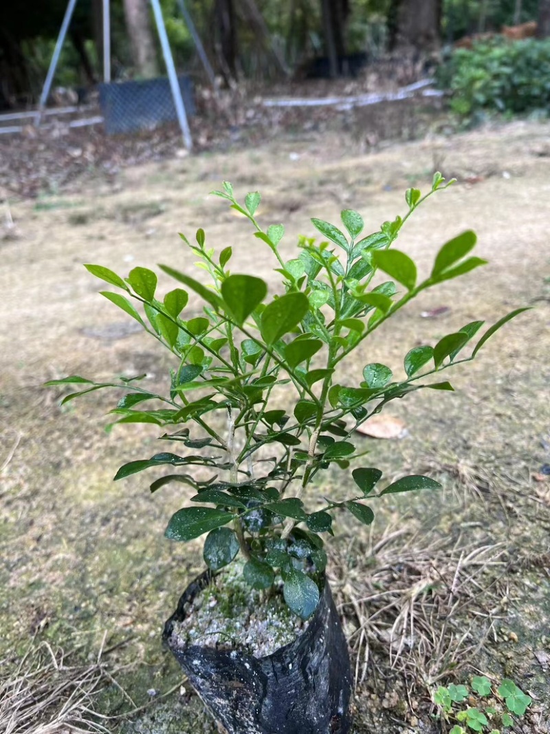 九里香三斤袋～十斤袋盆栽基地直销质量优质欢迎来电咨询