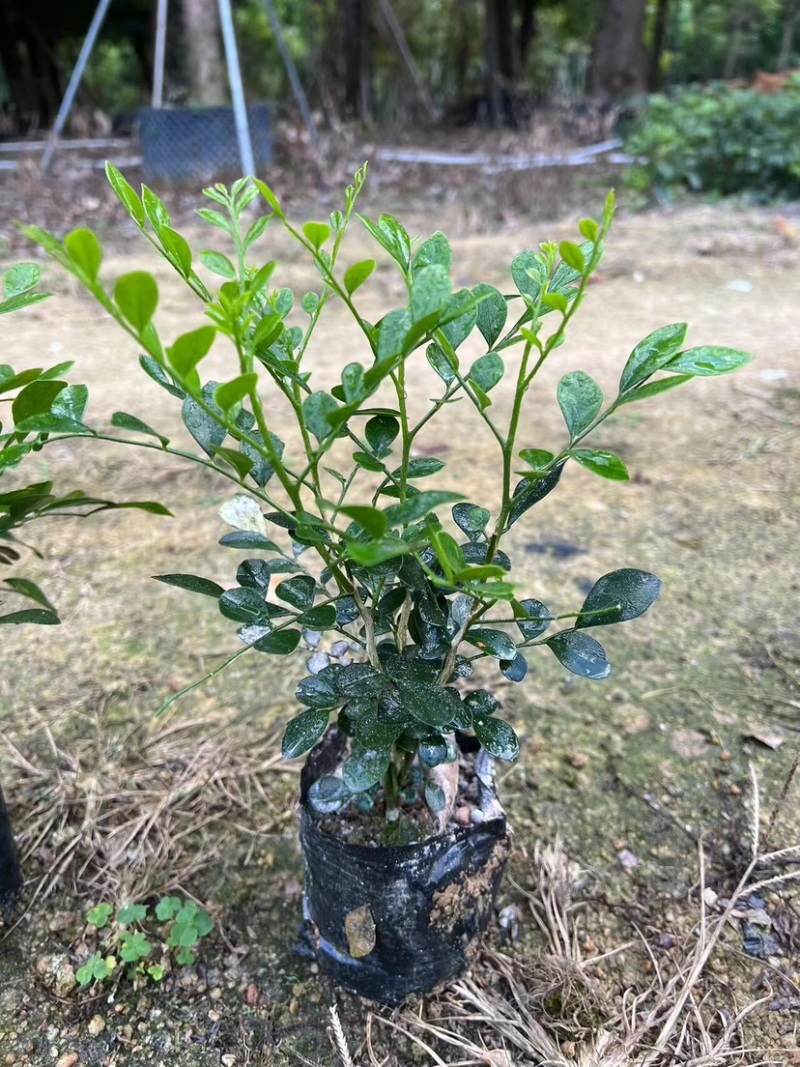 九里香三斤袋～十斤袋盆栽基地直销质量优质欢迎来电咨询