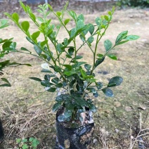 九里香三斤袋～十斤袋盆栽基地直销质量优质欢迎来电咨询