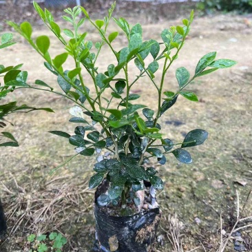 九里香三斤袋～十斤袋盆栽基地直销质量优质欢迎来电咨询