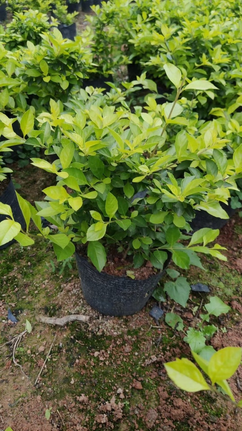 黄素梅三斤袋～十斤袋基地直销质量优质欢迎来电咨询合作