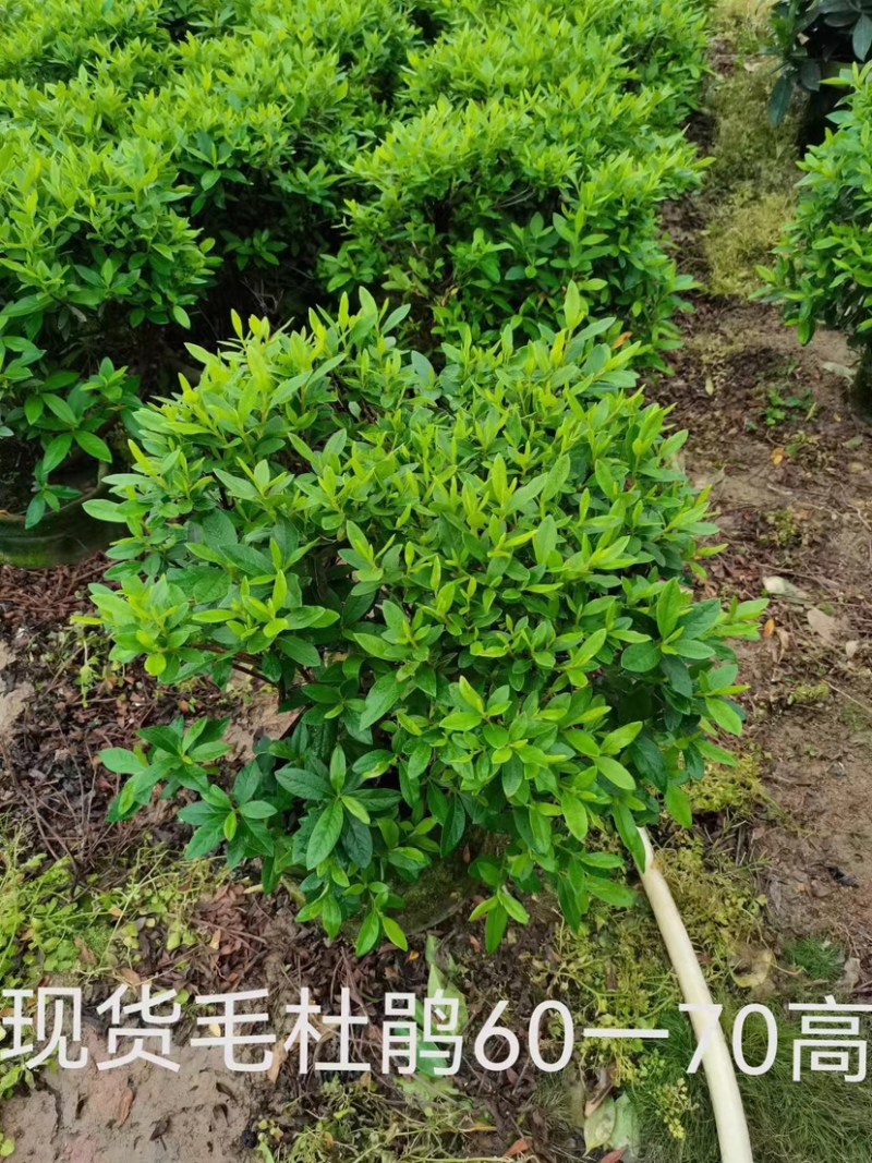 毛杜鹃球基地直销规格齐全质量优欢迎来电咨询合作