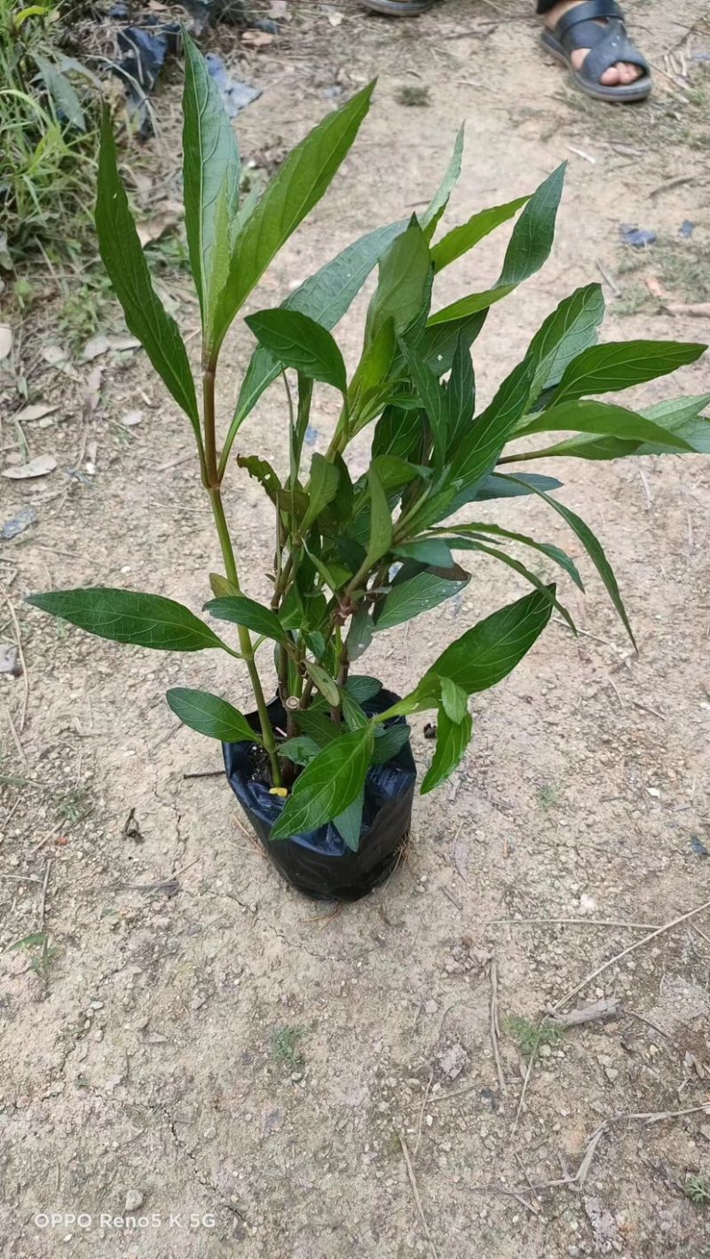 翠芦莉三斤袋～七斤袋基地直销质量优质欢迎来电咨询合作