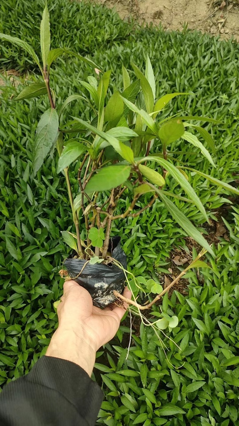 翠芦莉三斤袋～七斤袋基地直销质量优质欢迎来电咨询合作