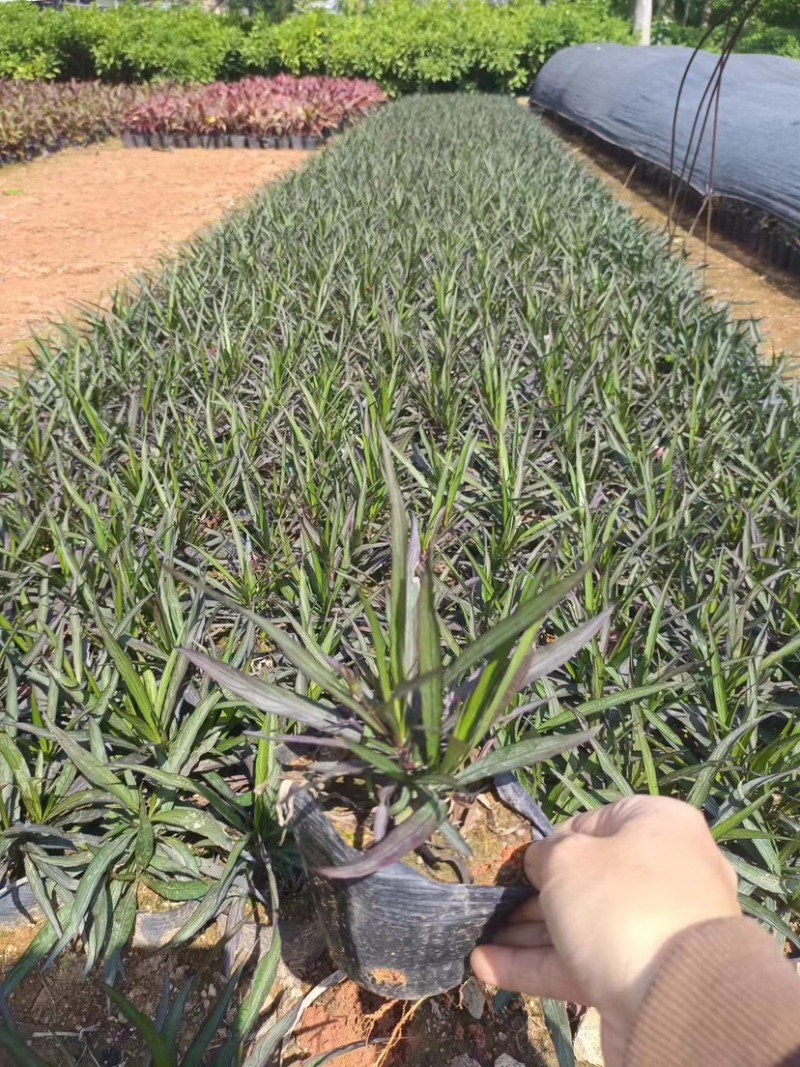矮生翠芦莉小袋中袋基地直销质量优质欢迎来电咨询合作