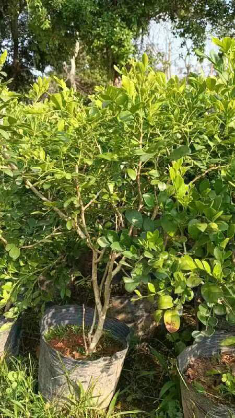 九里香小袋中袋大袋盆栽基地直销质量优质欢迎来电咨询合作