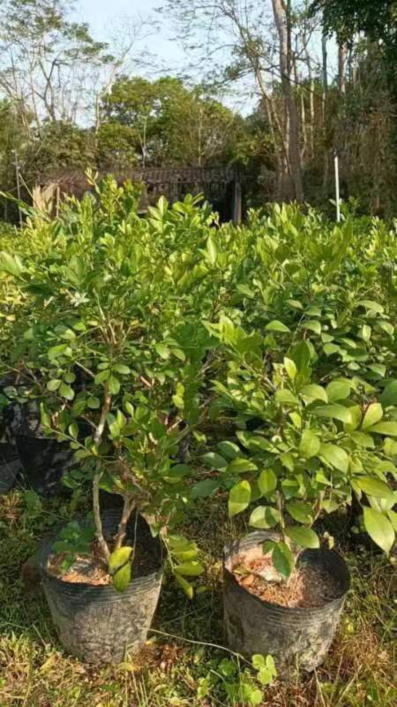 九里香小袋中袋大袋盆栽基地直销质量优质欢迎来电咨询合作