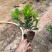 大叶小叶栀子花小袋中袋基地直销质量优质欢迎来电咨询