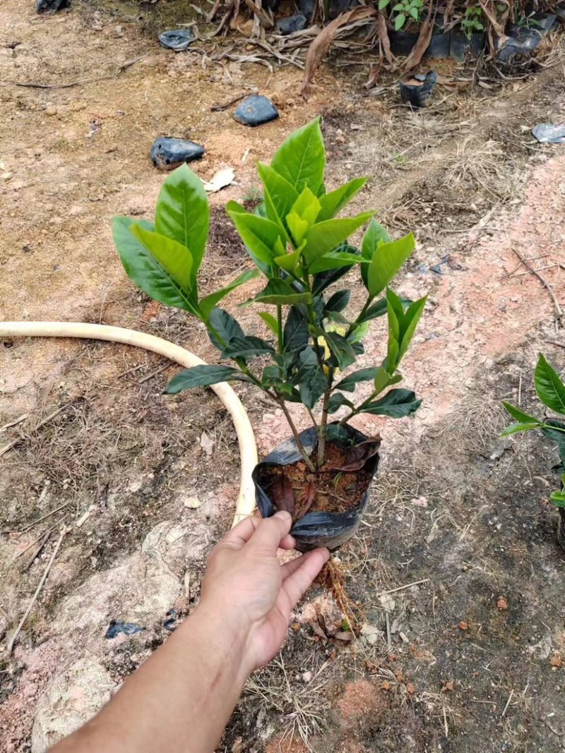 大叶小叶栀子花小袋中袋基地直销质量优质欢迎来电咨询