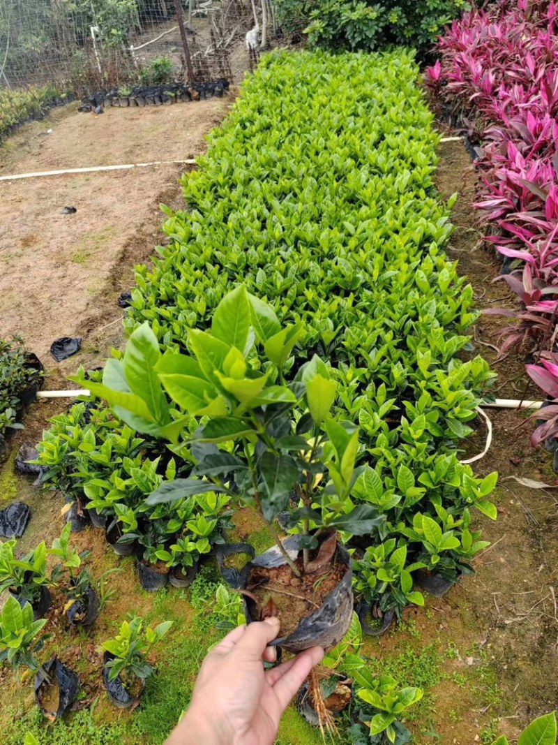 大叶小叶栀子花小袋中袋基地直销质量优质欢迎来电咨询