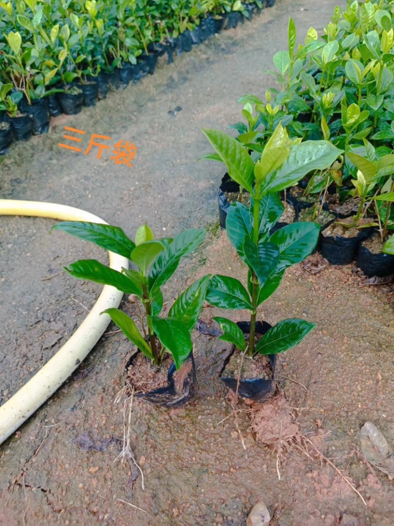 大叶小叶栀子花小袋中袋基地直销质量优质欢迎来电咨询