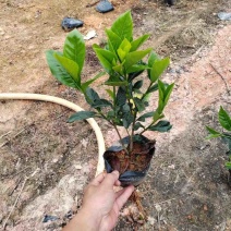 大叶小叶栀子花小袋中袋基地直销质量优质欢迎来电咨询