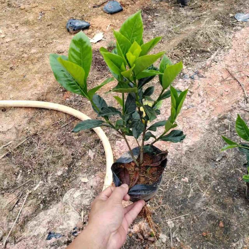 大叶小叶栀子花小袋中袋基地直销质量优质欢迎来电咨询
