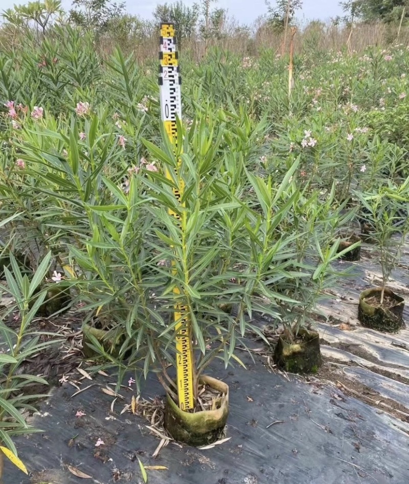 红花夹竹桃小袋中袋布袋基地直销规格齐全欢迎来电