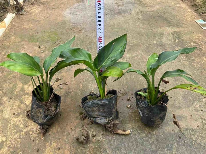 红花天堂鸟（白花天堂鸟）中袋盆栽基地直销质量优欢迎来电