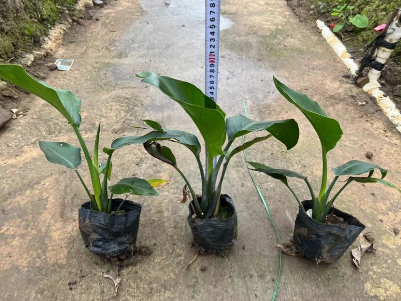红花天堂鸟（白花天堂鸟）中袋盆栽基地直销质量优欢迎来电