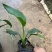 红花天堂鸟（白花天堂鸟）中袋盆栽基地直销质量优欢迎来电