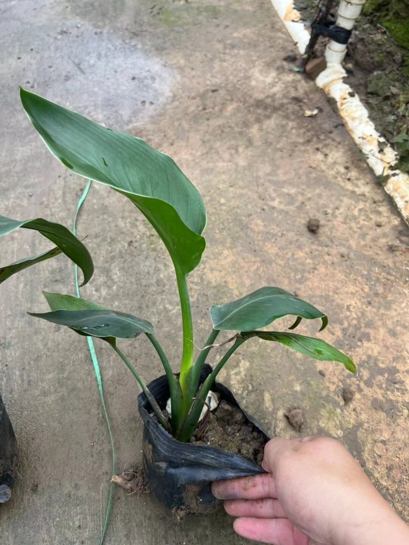 红花天堂鸟（白花天堂鸟）中袋盆栽基地直销质量优欢迎来电