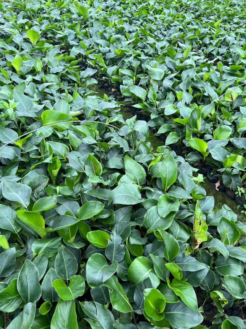 红花天堂鸟（白花天堂鸟）中袋盆栽基地直销质量优欢迎来电
