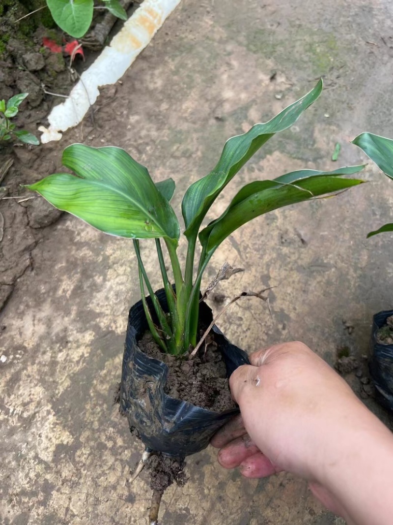 红花天堂鸟（白花天堂鸟）中袋盆栽基地直销质量优欢迎来电