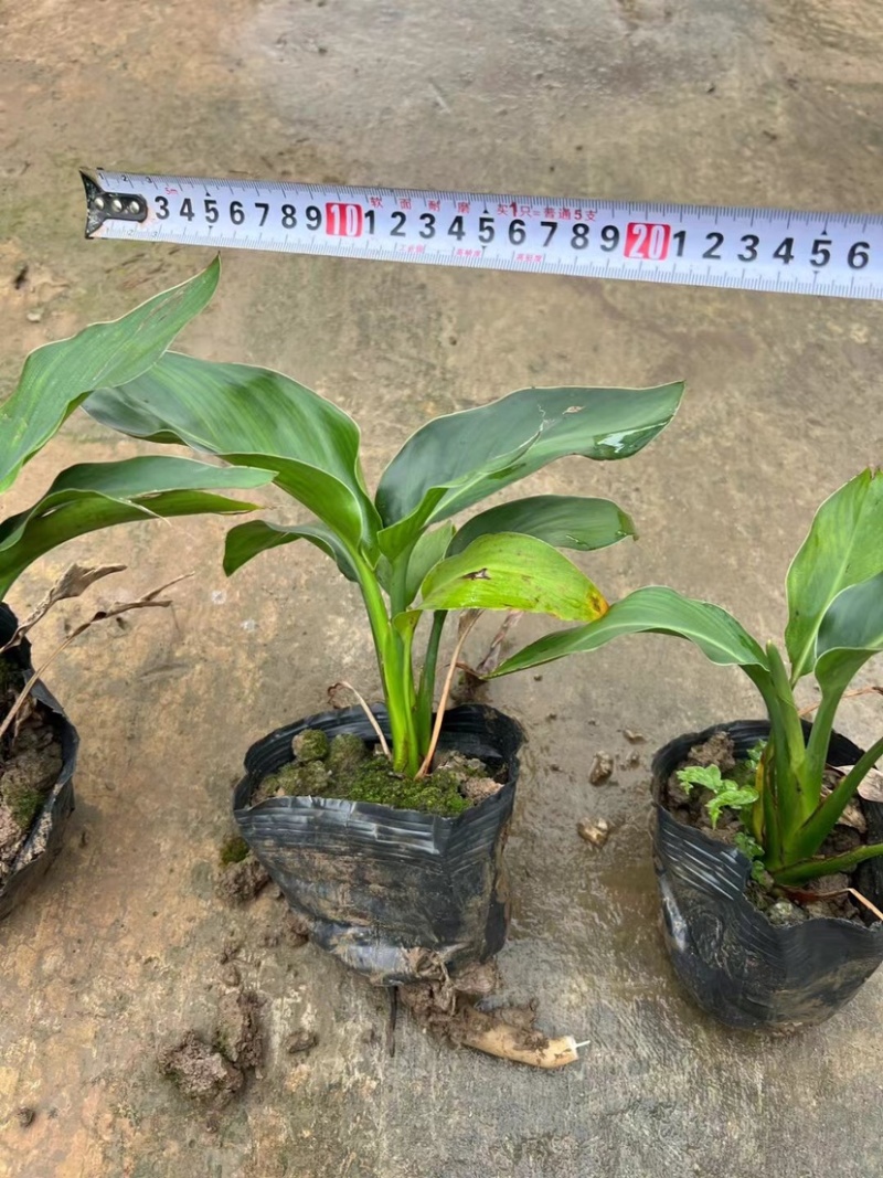 红花天堂鸟（白花天堂鸟）中袋盆栽基地直销质量优欢迎来电