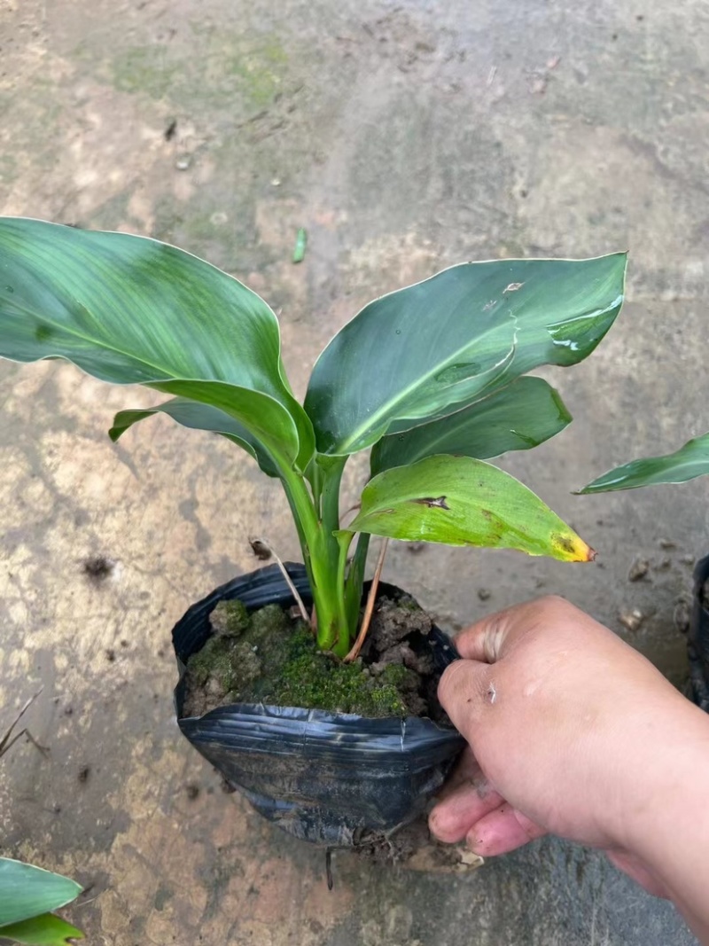 红花天堂鸟（白花天堂鸟）中袋盆栽基地直销质量优欢迎来电