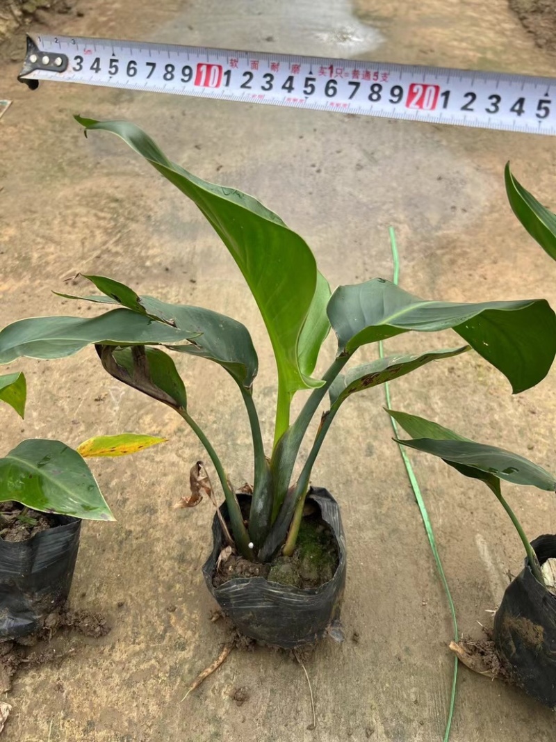 红花天堂鸟（白花天堂鸟）中袋盆栽基地直销质量优欢迎来电
