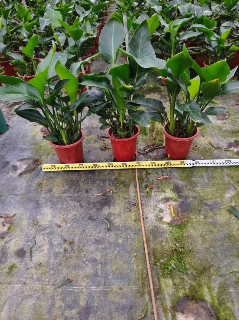 天堂鸟（鹤望兰）各种规格基地直销质量优质欢迎来电咨询